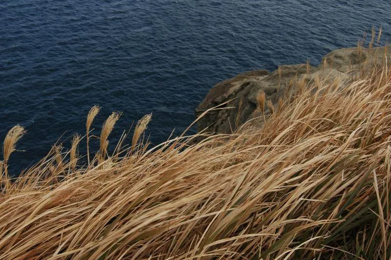 Destination: Jeju, part 2 (South Korea) - South Korea -