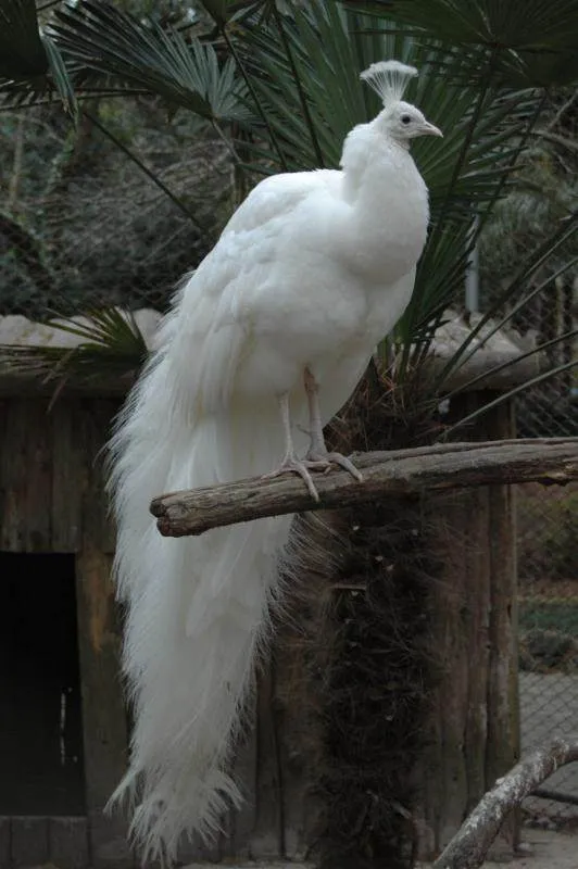 Destination: Jeju, part 3 (South Korea) Destination: Jeju, part 3 (South Korea) - South Korea -