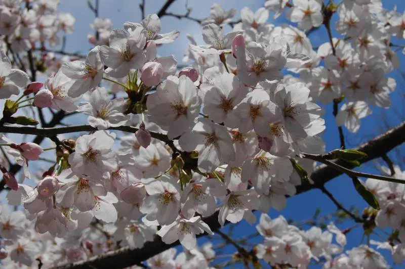 Destination: Cherry blossoms