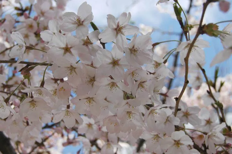 Destination: Cherry blossoms Destination: Cherry blossoms - South Korea -