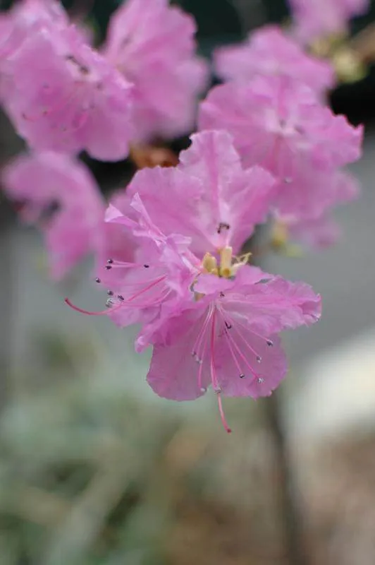 Destination: Cherry blossoms Destination: Cherry blossoms - South Korea -