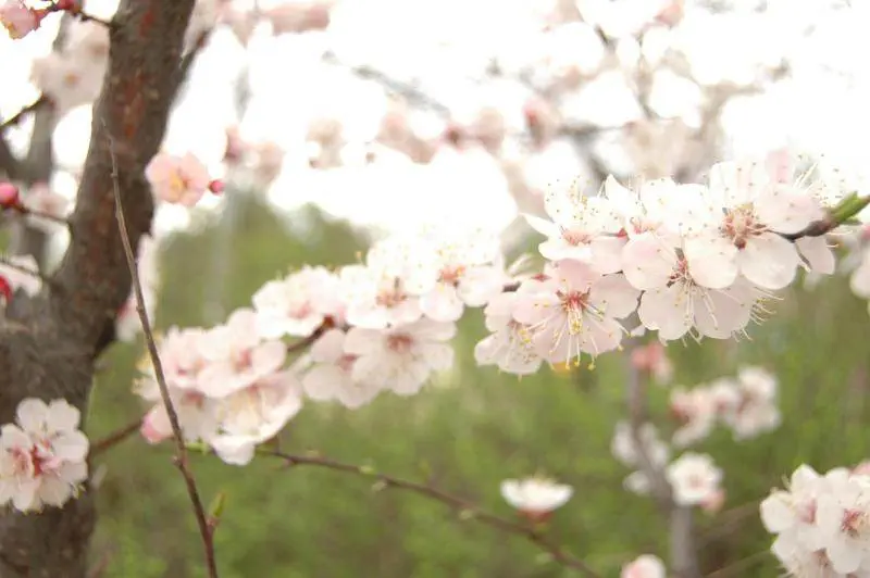 Destination: Cherry blossoms - South Korea -