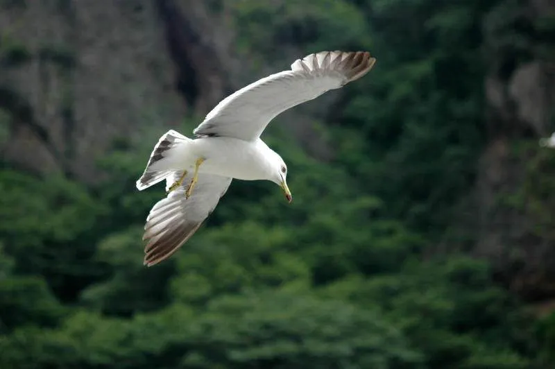 Destination: Ulleungdo (part 2) - South Korea -