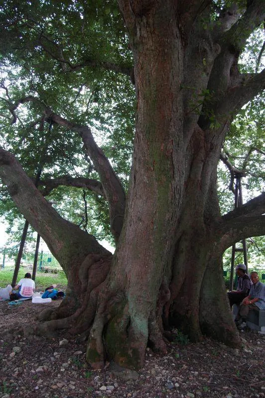 Destination: Gangjin Celadon Festival, South Korea (2010) - Festivals, South Korea -