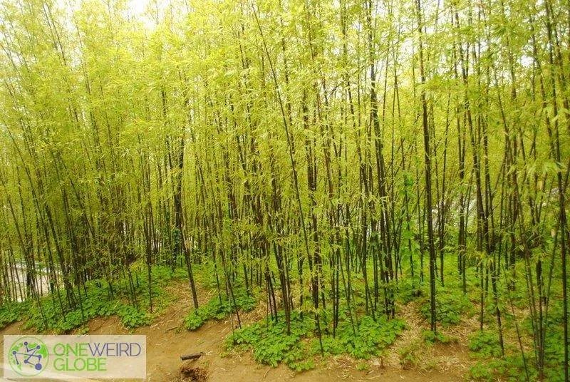 Destination: Ojukheon black bamboo forest / Gangneung city museum (Gangneung, Gangwon-do, South Korea) - South Korea -