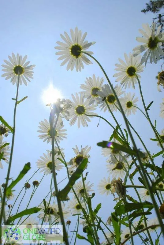 Destination: Taean-gun - a remote, quiet area to get away from it all (Chungcheongnam-do) Destination: Taean-gun - a remote, quiet area to get away from it all (Chungcheongnam-do) - South Korea -