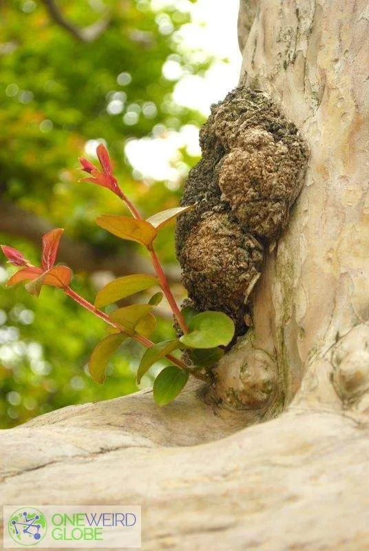 Destination: Ojukheon black bamboo forest / Gangneung city museum (Gangneung, Gangwon-do, South Korea) - South Korea -