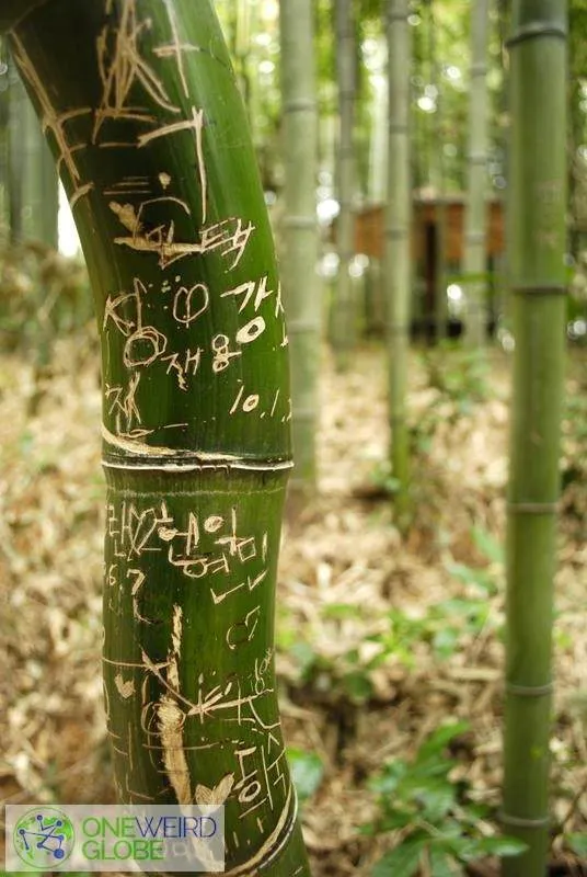 Destination: Juknokwon Bamboo Forest (Damyang, Jeollanam-do, South Korea) _DSC5325