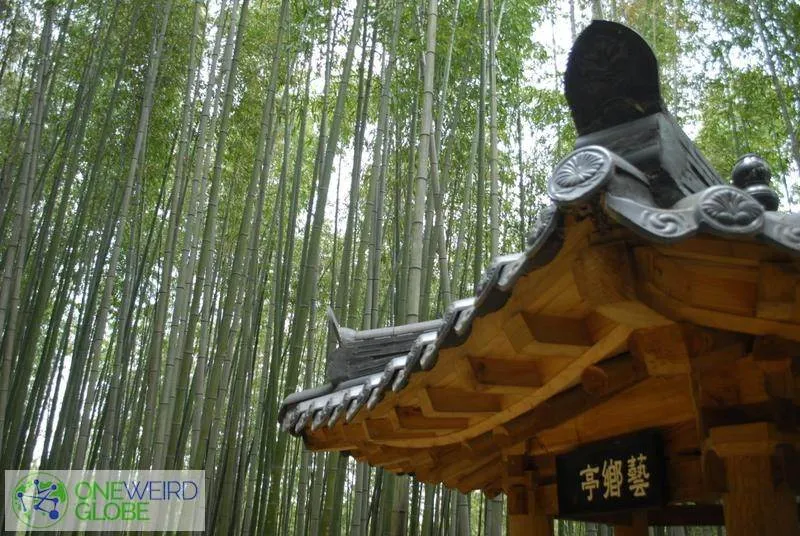 Destination: Juknokwon Bamboo Forest (Damyang, Jeollanam-do, South Korea) _DSC5338
