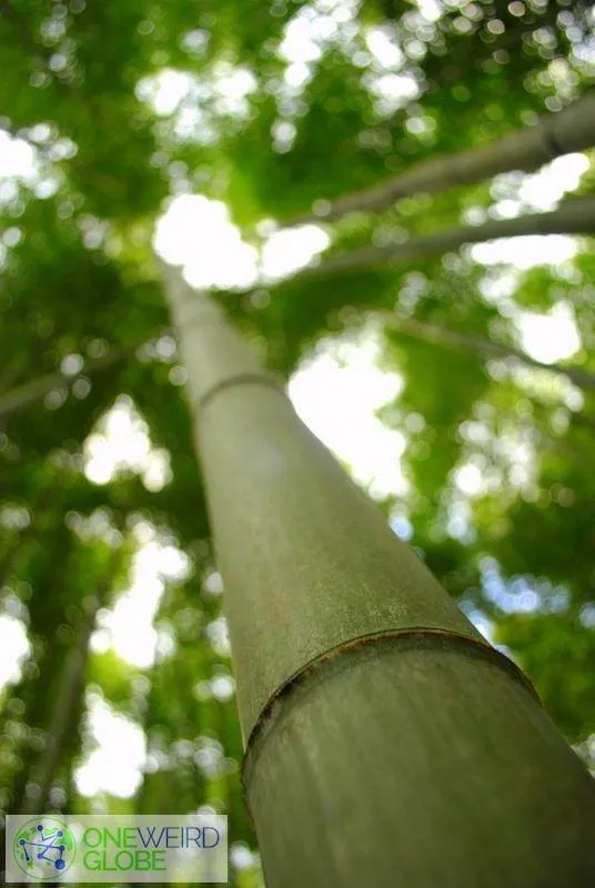 Destination: Juknokwon Bamboo Forest (Damyang, Jeollanam-do, South Korea) Destination: Juknokwon Bamboo Forest (Damyang, Jeollanam-do, South Korea) - South Korea -