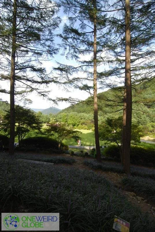 Destination: the Garden of Morning Calm (Cheongpyeong-gun, Gyeonggi-do, South Korea)) Destination: the Garden of Morning Calm (Cheongpyeong-gun, Gyeonggi-do, South Korea)) - South Korea -