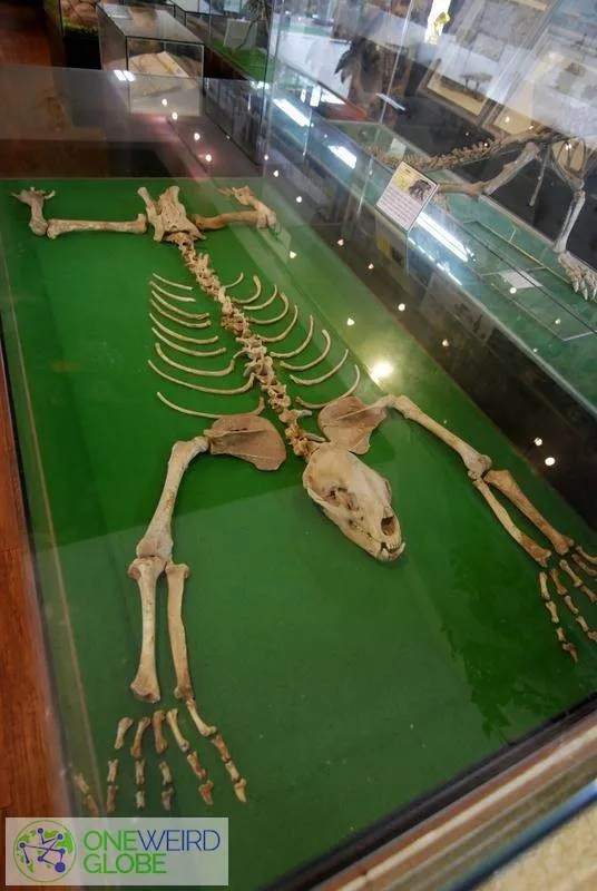 Destination: Jupil Spider Museum (Namyangju, Gyeonggi-do, South Korea) _DSC9501-1