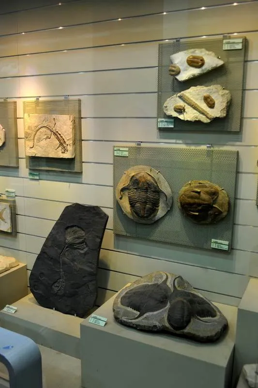 Destination: Goseong Dinosaur Museum (Goseong, Gyeongsangnam-do, South Korea) Destination: Goseong Dinosaur Museum (Goseong, Gyeongsangnam-do, South Korea) - South Korea -