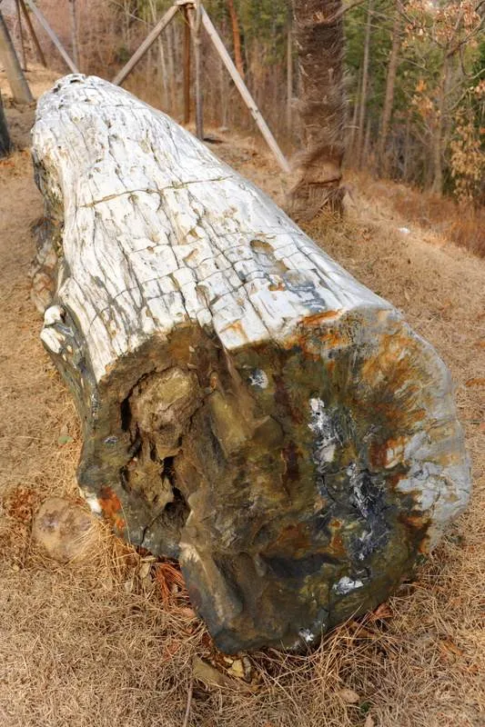 Destination: Goseong Dinosaur Museum (Goseong, Gyeongsangnam-do, South Korea) Destination: Goseong Dinosaur Museum (Goseong, Gyeongsangnam-do, South Korea) - South Korea -