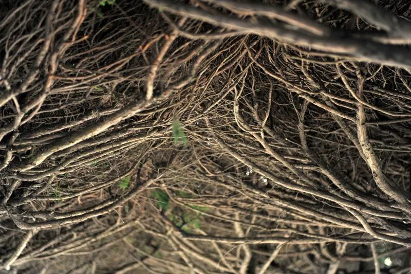 Revisited: Oedo - a magical, tropical island (Geoje-do, Gyeongsangnam-do, South Korea) - South Korea -