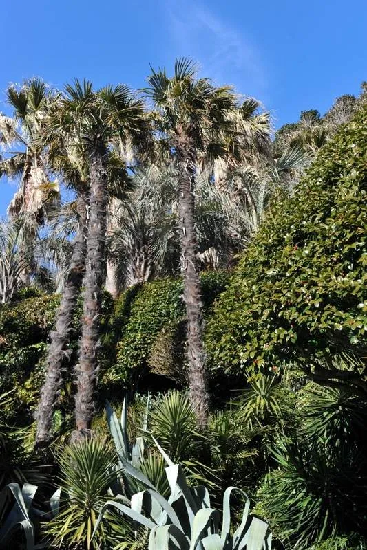 Revisited: Oedo - a magical, tropical island (Geoje-do, Gyeongsangnam-do, South Korea) - South Korea -