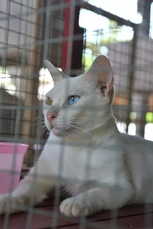 Destination: Cat Conservatory AKA the Thai Cat Center (Samut Songkhram, western Thailand) - Thailand -