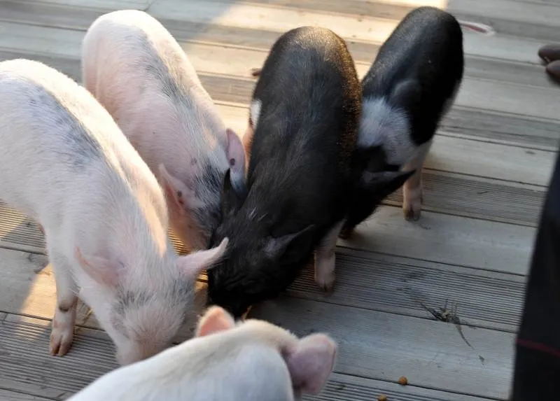 Destination: Icheon Pig Museum (Icheon, Gyeonggi-do, South Korea) - South Korea -