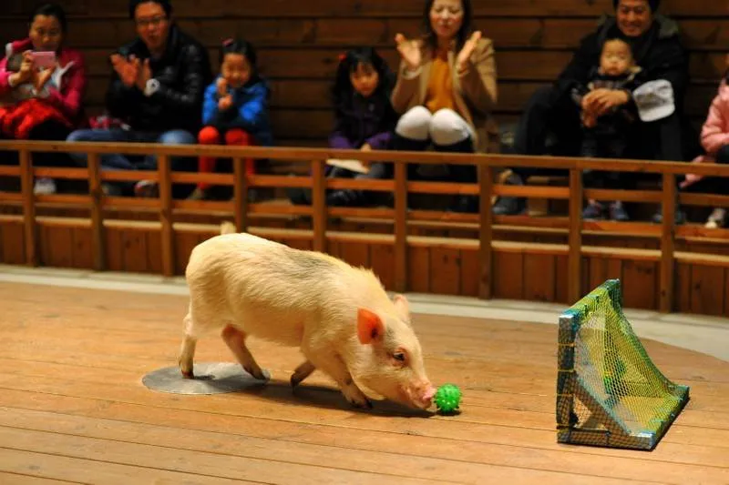 Destination: Icheon Pig Museum (Icheon, Gyeonggi-do, South Korea) - South Korea -