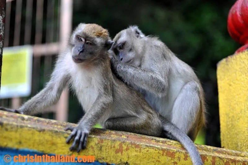 Destination: Batu Caves (Kuala Lumpur, Malaysia) - Malaysia -