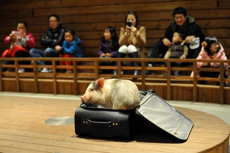 Destination: Icheon Pig Museum (Icheon, Gyeonggi-do, South Korea) - South Korea -