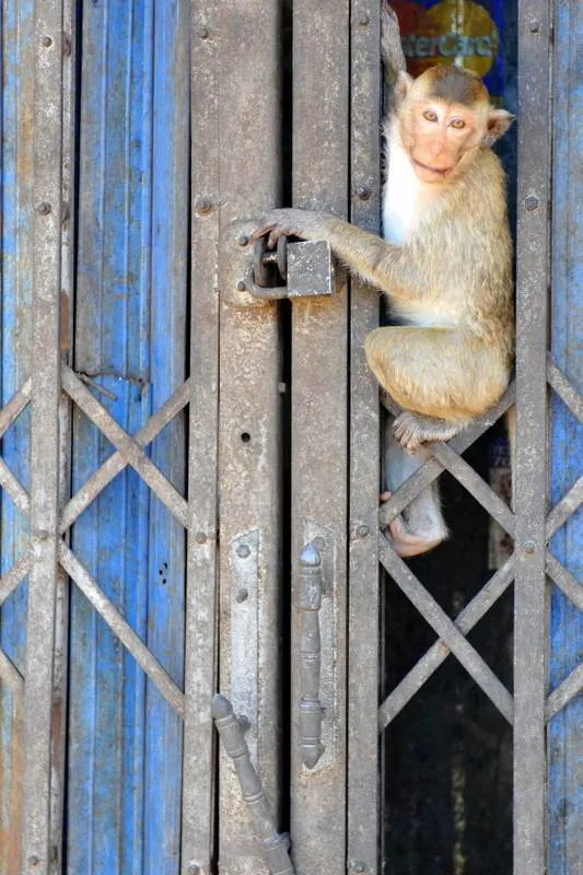 Destination: Phra Prang Sam Yod — an ancient temple overrun by monkeys (Lopburi, Thailand) Destination: Phra Prang Sam Yod — an ancient temple overrun by monkeys (Lopburi, Thailand) - Thailand -