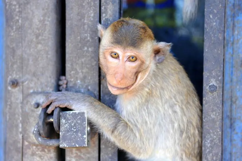 Destination: Phra Prang Sam Yod — an ancient temple overrun by monkeys (Lopburi, Thailand) Destination: Phra Prang Sam Yod — an ancient temple overrun by monkeys (Lopburi, Thailand) - Thailand -