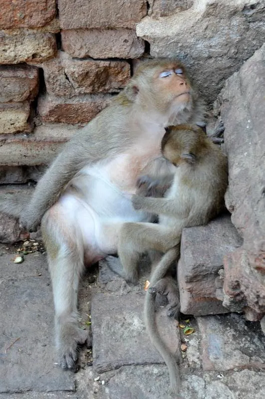 Destination: Phra Prang Sam Yod — an ancient temple overrun by monkeys (Lopburi, Thailand) Destination: Phra Prang Sam Yod — an ancient temple overrun by monkeys (Lopburi, Thailand) - Thailand -