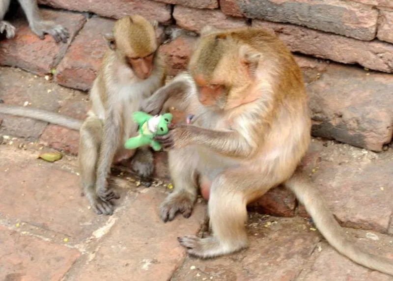 Destination: Phra Prang Sam Yod — an ancient temple overrun by monkeys (Lopburi, Thailand) Destination: Phra Prang Sam Yod — an ancient temple overrun by monkeys (Lopburi, Thailand) - Thailand -
