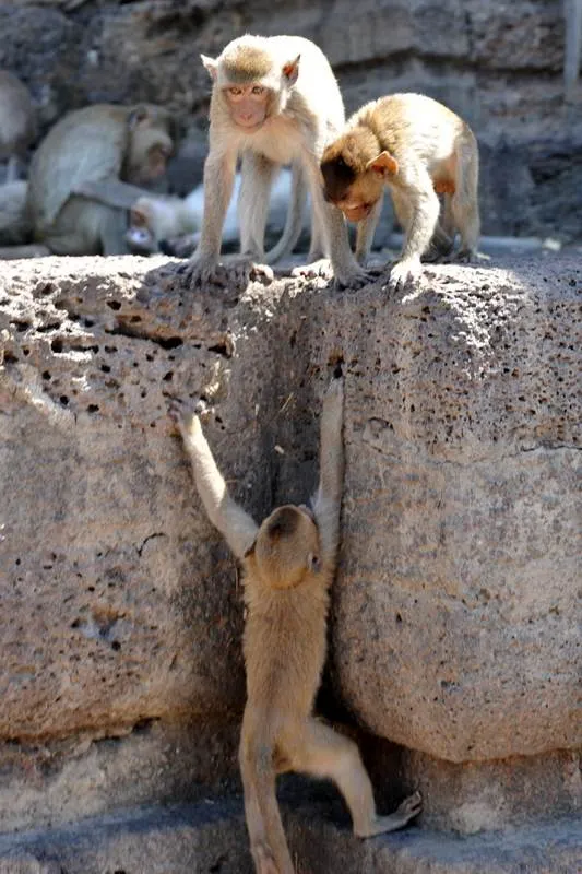 Destination: Phra Prang Sam Yod — an ancient temple overrun by monkeys (Lopburi, Thailand) Destination: Phra Prang Sam Yod — an ancient temple overrun by monkeys (Lopburi, Thailand) - Thailand -