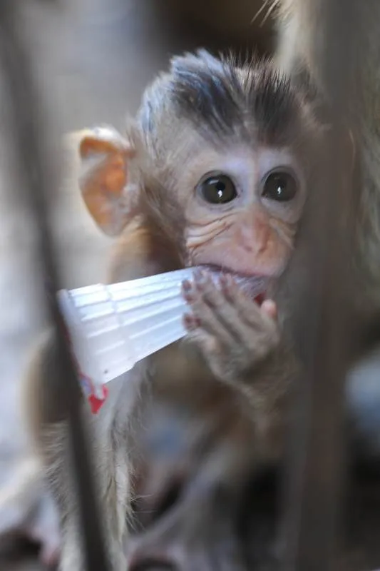 Destination: Phra Prang Sam Yod — an ancient temple overrun by monkeys (Lopburi, Thailand) Destination: Phra Prang Sam Yod — an ancient temple overrun by monkeys (Lopburi, Thailand) - Thailand -