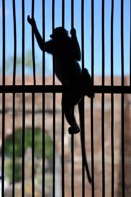 Destination: Phra Prang Sam Yod — an ancient temple overrun by monkeys (Lopburi, Thailand) Destination: Phra Prang Sam Yod — an ancient temple overrun by monkeys (Lopburi, Thailand) - Thailand -