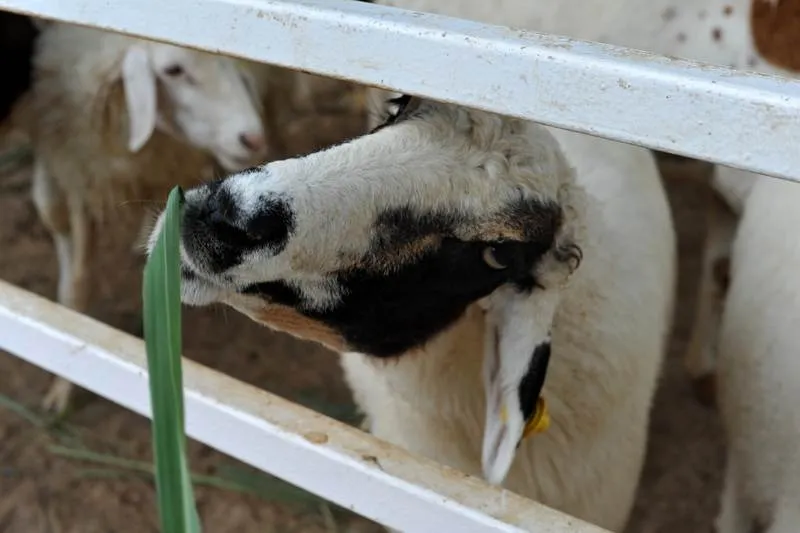 Destination: Swiss sheep farm — complete with country music and a Hulk (southern Thailand) Destination: Swiss sheep farm — complete with country music and a Hulk (southern Thailand) - Thailand -