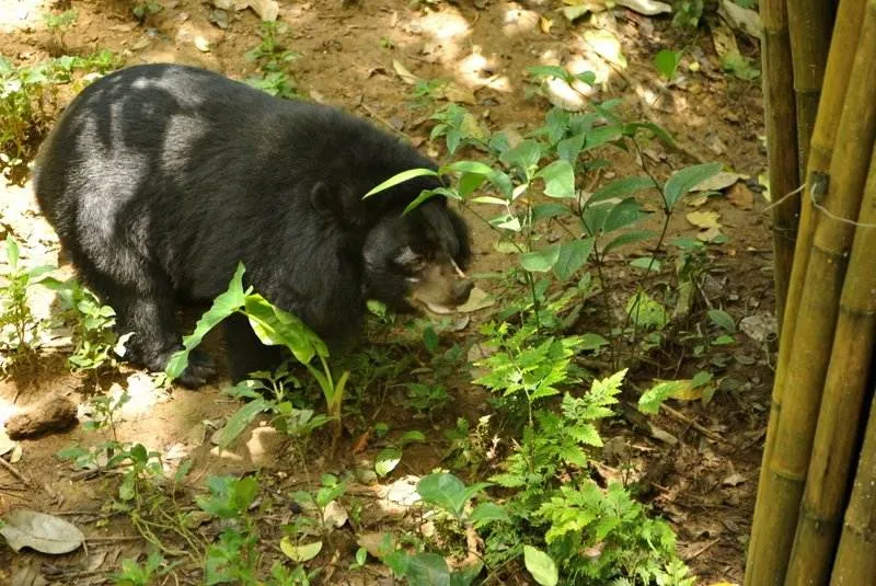 Destination: Kuang Si waterfall and the Tat Kuani Si bear rescue center (Luang Prabang area, Laos) - Laos -
