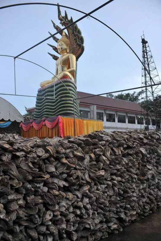 Destination: Wat Chedi Hoi — the temple with oyster shells and a packrat tendency (Central Thailand) - Thailand -