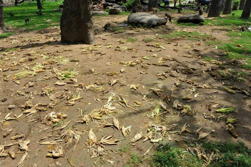 Destination: Wat Kai — the only hell temple with monkeys around - Ayutthaya, Thailand (NSFW) Destination: Wat Kai — the only hell temple with monkeys around - Ayutthaya, Thailand (NSFW) - Thailand -