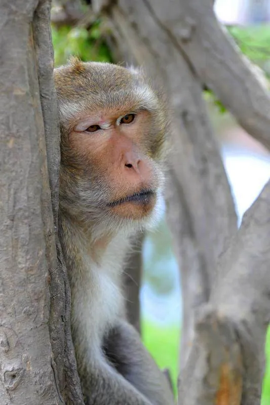 Destination: Wat Kai — the only hell temple with monkeys around - Ayutthaya, Thailand (NSFW) Destination: Wat Kai — the only hell temple with monkeys around - Ayutthaya, Thailand (NSFW) - Thailand -