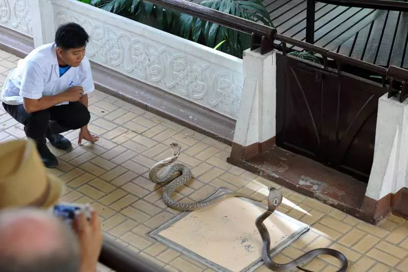 Destination: Bangkok’s snake farm — watch them, pose with them, and don’t get bit by them. - Thailand -