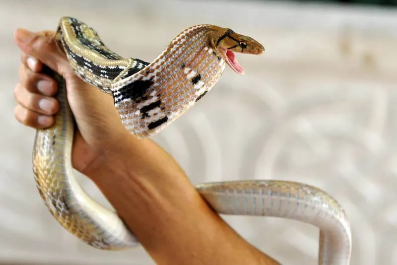 Destination: Bangkok’s snake farm — watch them, pose with them, and don’t get bit by them. Destination: Bangkok’s snake farm — watch them, pose with them, and don’t get bit by them. - Thailand -