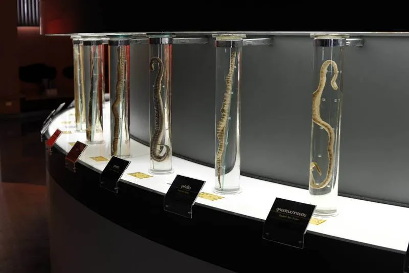 Destination: Bangkok’s snake farm — watch them, pose with them, and don’t get bit by them. Destination: Bangkok’s snake farm — watch them, pose with them, and don’t get bit by them. - Thailand -