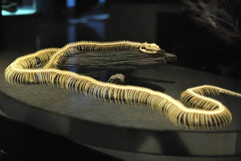 Destination: Bangkok’s snake farm — watch them, pose with them, and don’t get bit by them. Destination: Bangkok’s snake farm — watch them, pose with them, and don’t get bit by them. - Thailand -