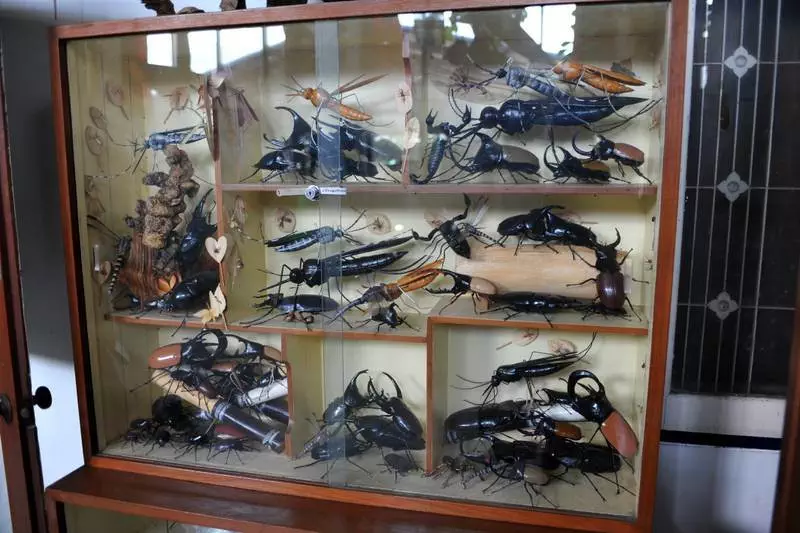 Destination: Museum of World Insects and Natural Wonders (Chiang Mai, Thailand) - Thailand -