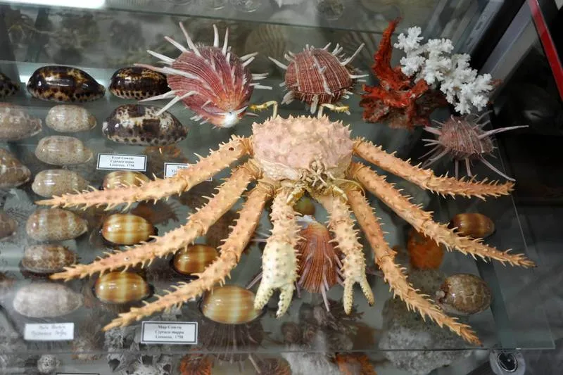 Destination: Museum of World Insects and Natural Wonders (Chiang Mai, Thailand) - Thailand -