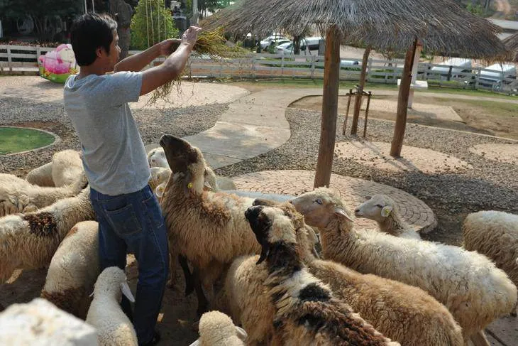Destination: Hug You Sheep Farm — a haven for selfie-takers! (Lampang, Thailand) - Thailand -