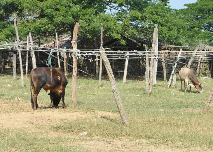 Destination: Sanpatong Buffalo Market — where you too can buy a buffalo! (Chiang Mai, Thailand) - Thailand -