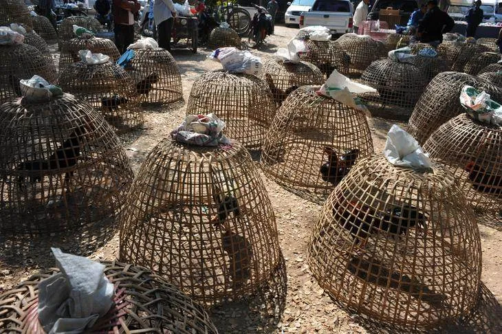 Destination: Sanpatong Buffalo Market — where you too can buy a buffalo! (Chiang Mai, Thailand) - Thailand -