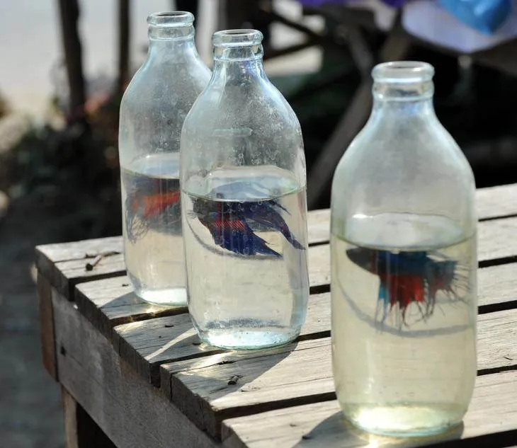 Destination: Sanpatong Buffalo Market — where you too can buy a buffalo! (Chiang Mai, Thailand) - Thailand -