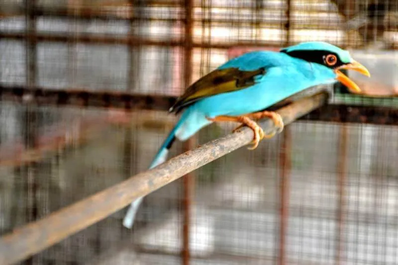 Destination: Phitsanulok: an excellent trifecta of history, Buddhas, and birds - Thailand -