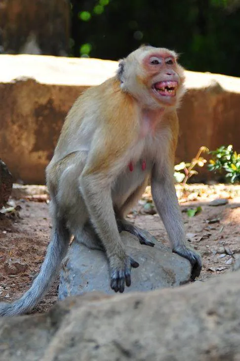Destination: Kosamphi Forest Park — great for banana-eating, camera-stealing monkeys (northeast Thailand) - Thailand -