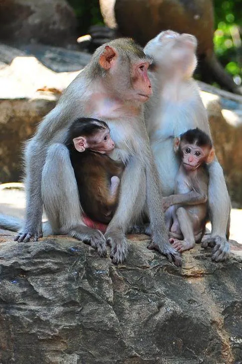 Destination: Kosamphi Forest Park — great for banana-eating, camera-stealing monkeys (northeast Thailand) - Thailand -